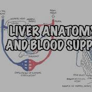 Liver Anatomy And Blood Supply