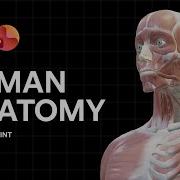Как я создал 3D анимацию анатомии человека используя только PowerPoint
