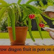 Balcony Dragon Fruit Easy Container Gardening For Beginners