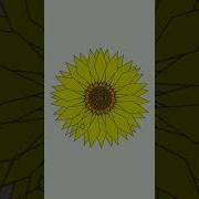 Sunflower Using Python How To Make Sunflower By Python Turtle Shorts Flowerusingpython