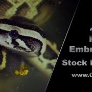 Python Embryo 02 Stock Footage