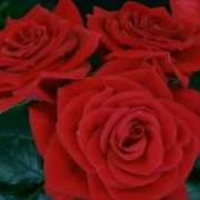 Blooming Red Roses 20 Secs Time Lapse