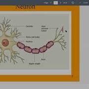 Psychology 101 Chapter 3 Biopsychology Lecture Part 1