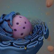 The Cell Cycle