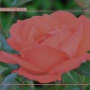 Flower Segmentation And Detection With YoloV8 And OpenCV
