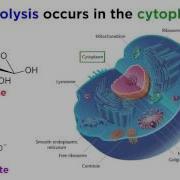 Cellular Respiration Part 1 Glycolysis