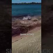 Shark Attack Shorts Ocean Blowthisup Blood Scary Viral Trending Fyp Foryou Popoff