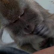 Slow Motion Monkey Slaps