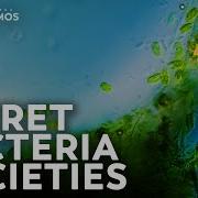 The Incredible World Of Bacterial Communities