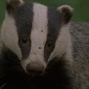 Underground Labyrinth Of Badgers Natural World Badgers Secrets Of The Sett BBC Earth