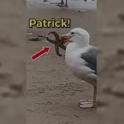 Rescuing Real Life Spongebob Patrick Shorts