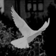 Sitemim Sanadır Murat Ince Ahmet Şafak