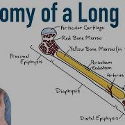 Anatomy Of A Long Bone