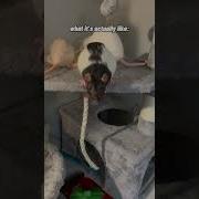 Pet Rats Expectation Vs Reality