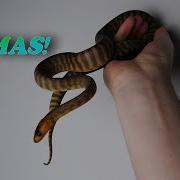 BABY WOMA UPDATE CARE