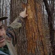Explaining Effects Of Emerald Ash Borer