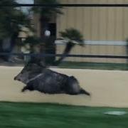 Running Pig Running Javelina