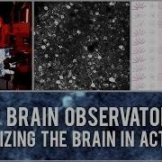 Allen Brain Observatory Visualizing The Brain In Action