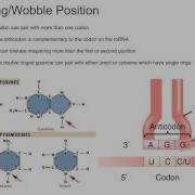 Wobble Pairing