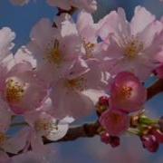 Andre Rieu Shostakovich Second Waltz