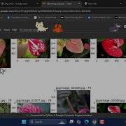 Oxford 102 Flowers Classification Deep Learning Image Classification Tutorial
