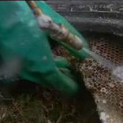 Killer Bees Don T Provoke An Attack Ultimate Killers BBC Wildlife