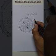 Nucleus Diagram Label Shorts Nucleusdiagram Nucleus