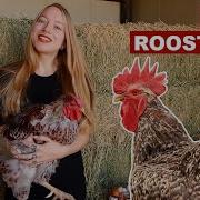 Reasons To Have A Rooster In Your Flock