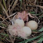 Baby Bird Just Hatching Mother Feeds Big Meals Amazing Eurasian Bittern Baby