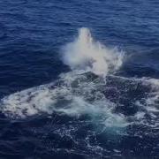 Oak Bluffs Blue Water Classic 2018