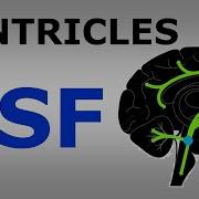Chp 16 Ventricular System And Cerebrospinal Fluid CSF Snell S NeuroAnatomy