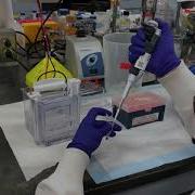 SDS PAGE And Western Blot
