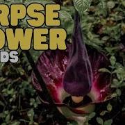 Corpse Flower For Kids Learn All About One Of The World S Largest And Smelliest Plants
