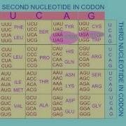 STOP START CODONS