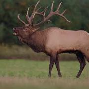 Elk Bugle