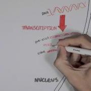 Transcription And Translation Overview