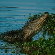Title Gator The King Of The Swamps Incredible Alligator Facts And Behavior