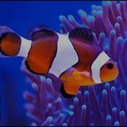 4K Beautiful Ocean Clown Fish Turtle Aquarium Relaxing And Sleeping Music