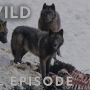 Wild Wolves Pack Life Full Episode Yellowstone Wolf Dynasty Nat Geo Animals