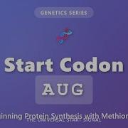 Start Codon AUG How Protein Synthesis Begins With Methionine Genetics Explained