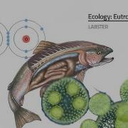Labster Virtual Lab Eutrophication Simulation