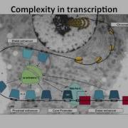 Gene Regulation Network Analysis