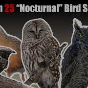 Learn 25 Nocturnal Bird Songs And Calls United States