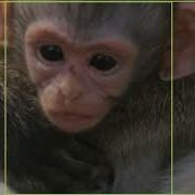 Monkey Detection Demo Using TensorFlow Object Detection