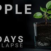 How To Grow Apple Tree From Seed 90 Days Timelapse