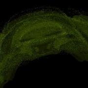 Point Cloud In Neuroglancer