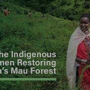 Timeless Knowlege Meet The Indigenous Women Restoring Kenya S Mau Forest