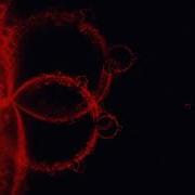 Buddhabrot Infinite Zoom Video