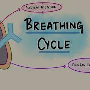 Breathing Cycle Physiology Pressure Volume Changes During Respiration Respiratory Physiology