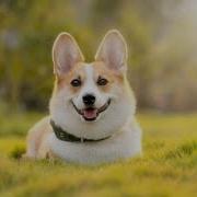 Get Random Pictures Of Dog PHP API